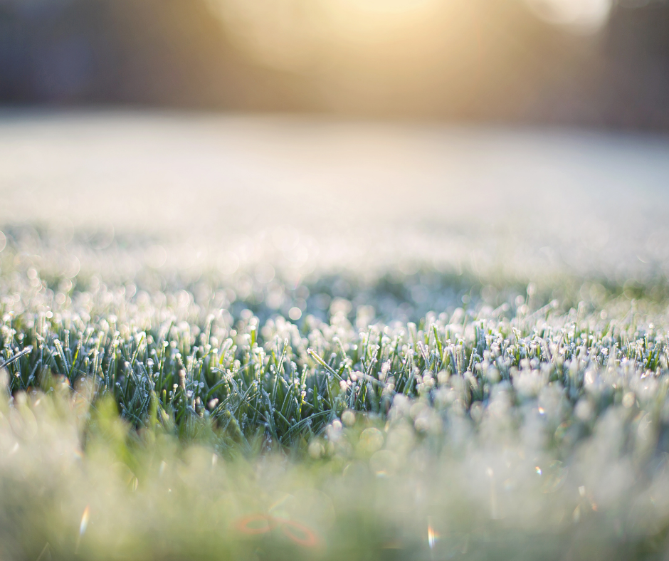 lawn in the winter with frost on it